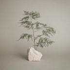 Paul Mitchell Tea Tree Special Shampoo Tree